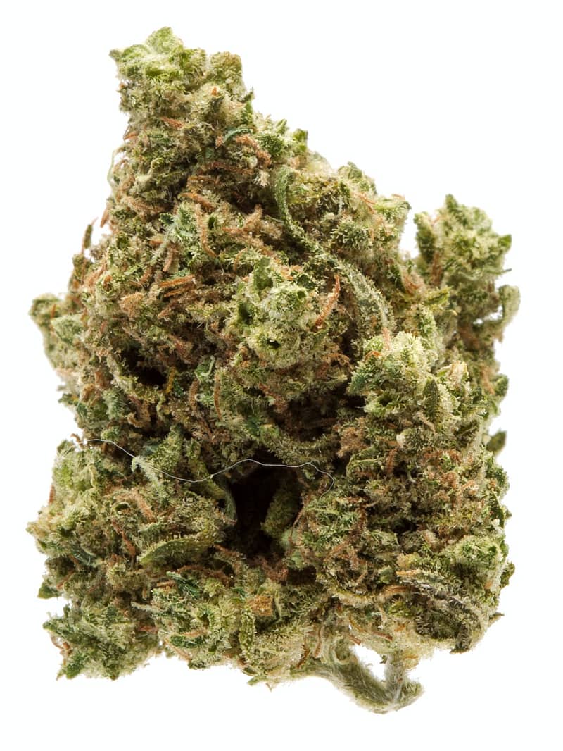 blue cheese strain